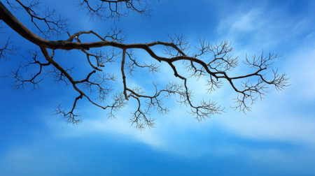 A stunning image featuring a bare tree branch silhouetted against a soft, blue sky. The delicate details of the branch contrast beautifully with the tranquil backdrop.の素材