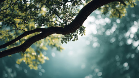 This serene image captures soft-focused green tree branches, creating a peaceful atmosphere with sunlight filtering through in a beautiful, natural setting.の素材