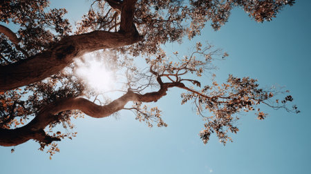 A stunning view of a majestic tree with intricate branches and leaves reaching towards a bright blue sky, sunlight filtering through for a serene outdoor aesthetic.の素材