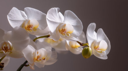 A serene arrangement of delicate white orchid blossoms showcasing soft petals and gentle light, perfect for enhancing spaces with a touch of elegance and nature.の素材