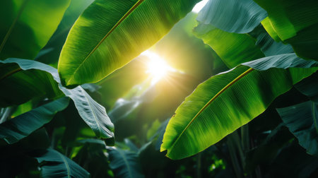 Experience the beauty of nature with sunlight filtering through lush green banana leaves in a vibrant tropical jungle, creating a serene atmosphere.の素材