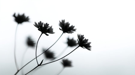 A stunning black and white floral silhouette exemplifying minimalism. The soft focus and gentle light create a serene atmosphere, perfect for artistic use.の素材