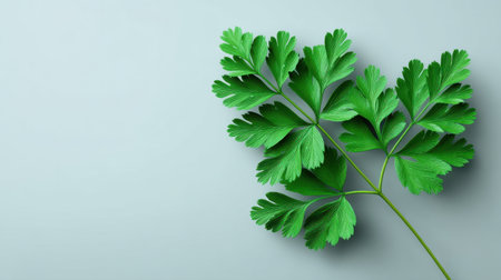 A vibrant green leaf showcasing intricate texture and detail, set against a soft background. Ideal for themes related to nature, wellness, and healthful living.の素材