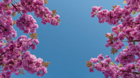 A stunning view of vibrant pink blossoms framing a clear blue sky, creating a tranquil and beautiful springtime scene perfect for nature lovers and photographers.の素材