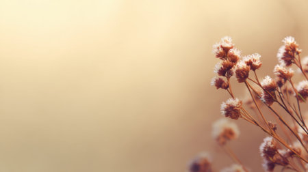 A close-up image featuring delicate white flowers showcasing soft petals against a light brown background, creating a peaceful and serene natural atmosphere.の素材
