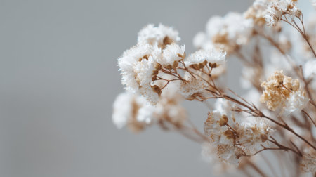 A beautiful close-up of delicate dried flowers showcases their intricate details against a soft neutral background, perfect for adding a serene touch to any space.の素材