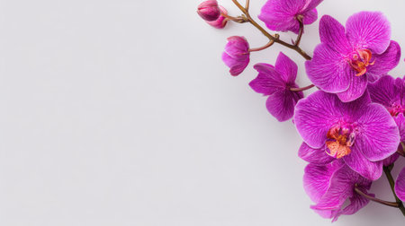 A stunning close-up of pink orchids against a soft light background, showcasing the intricate details and delicate beauty of these elegant flowers for various design purposes.の素材