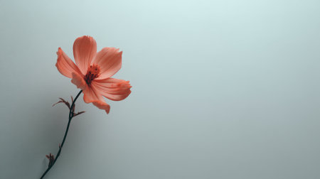 A serene and delicate pink flower with soft petals stands tall against a minimalist background, evoking feelings of beauty, tranquility, and natural elegance.の素材