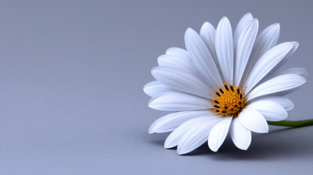 A stunning close-up of a white daisy flower featuring a vibrant yellow center. The flower rests gracefully on a soft gray background, ideal for nature-themed projects.の素材