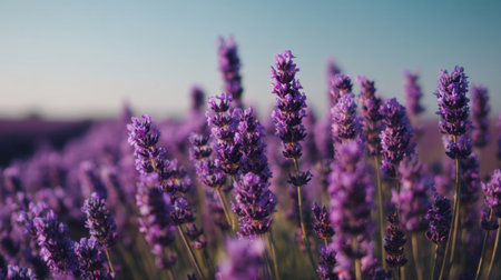 A stunning view of vibrant lavender fields blooming under a clear blue sky at sunset. The soft natural light enhances the beautiful purple hues, creating a serene landscape.の素材