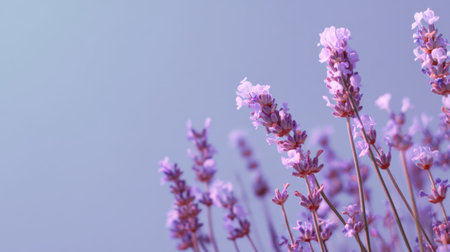 Experience the calming beauty of lavender blooms showcasing vibrant colors against a tranquil purple background. Ideal for nature enthusiasts and floral designs.の素材