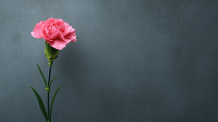 A stunning pink carnation flower stands gracefully against a dark gray background. This image captures the essence of beauty and simplicity, ideal for various designs.の素材