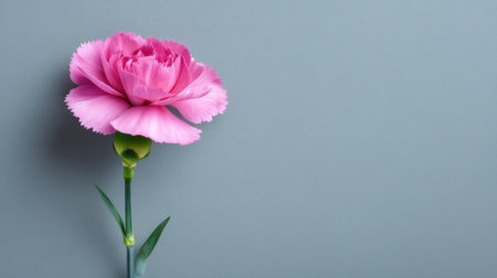 A stunning pink carnation flower stands out beautifully against a soft grey background. This image captures elegance and freshness, ideal for various artistic projects.の素材