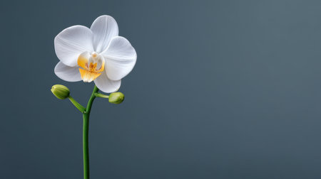 A stunning closeup of an elegant white orchid, displaying delicate petals and a pop of yellow, set against a soft gray background, representing purity and serenity.の素材
