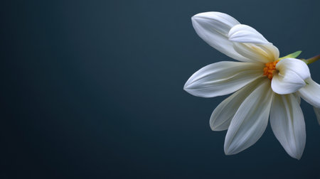 A stunning closeup of a delicate white flower set against a dark background, showcasing intricate petals and a bright center, perfect for floral themes and nature-inspired projects.の素材