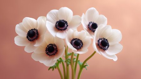 This charming arrangement features delicate white anemone flowers with striking dark centers. Set against a soft peach background, they evoke elegance and warmth.の素材