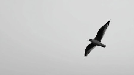 A stunning black and white image capturing a seagull in mid-flight against a soft gray sky, symbolizing freedom and the tranquility of nature in motion.の素材