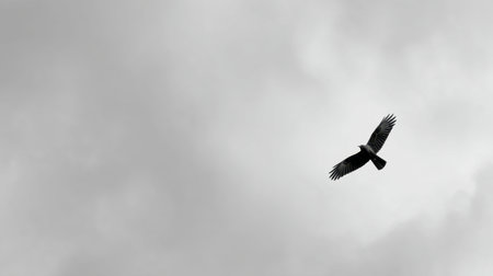 A striking black and white image of a bird gracefully soaring through an overcast sky, exemplifying the beauty of nature and the elegance of freedom in flight.の素材