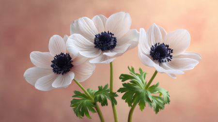 This pleasing image features delicate white anemone flowers with dark centers set against a soft background, perfect for nature-themed projects and floral decoration.の素材