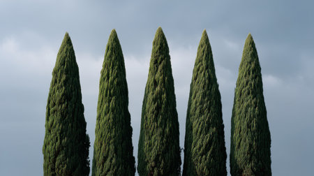 A group of tall cypress trees stands gracefully against a moody sky, showcasing vibrant greenery that symbolizes nature's strength and beauty in outdoor settings.の素材