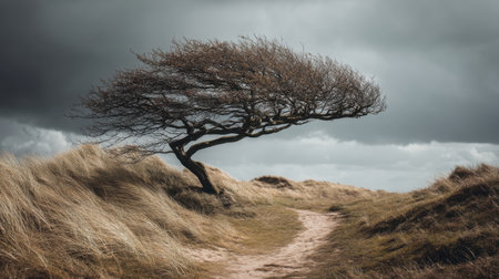 A solitary, windblown tree leans dramatically over a sandy pathway. Tall grass sways under dark clouds, capturing the essence of nature's resilience and beauty.の素材