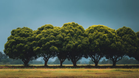 A picturesque scene featuring a row of lush green trees under a dramatic sky, embodying tranquility and showcasing the beauty of natural landscapes.の素材