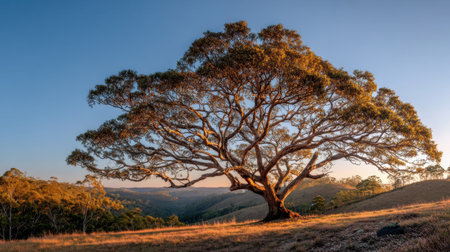 A breathtaking view of a large tree at sunset, showcasing its expansive branches against a clear sky and rolling hills, capturing the essence of serene nature.の素材