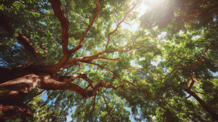 Experience the beauty of nature with this image showcasing a stunning canopy of green leaves, illuminated by bright sunlight filtering through tree branches.の素材