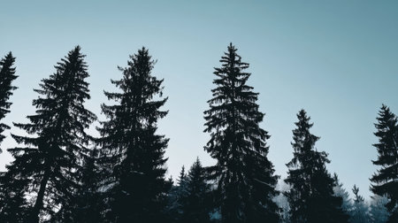 This serene image showcases tall evergreen trees silhouetted against a soft blue sky, creating a tranquil and peaceful atmosphere often found in nature.の素材