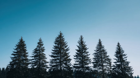 A stunning view of tall evergreen trees silhouetted against a bright blue sky creates a peaceful atmosphere in a serene outdoor landscape with natural beauty.の素材