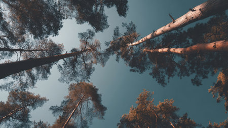 A stunning view of tall trees reaching towards a bright blue sky, capturing the beauty and serenity of a tranquil forest environment from below.の素材