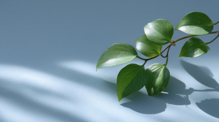 A peaceful arrangement of green leaves set against a soft blue background. The gentle shadows add depth, making it ideal for nature-themed decor or wellness projects.の素材