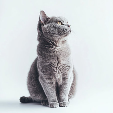 Isolated pet (gray cat) sitting calmly, white background with soft lightingの素材