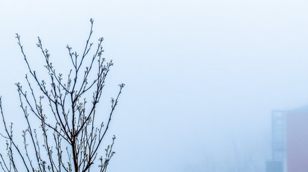 Experience a serene misty spring day in an orange grove adorned with white blooms, where nature's tranquility invites peaceful exploration and connection.の素材