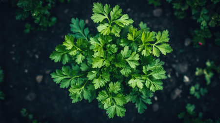 A close-up view of a fresh green herb plant showcasing vibrant leaves with rich textures. Perfect for culinary and gardening themes.の素材