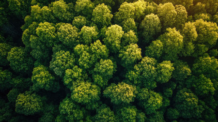 A stunning aerial view of a dense green forest, showcasing the lush foliage and vibrant trees. This image captures the tranquility and beauty of nature.の素材