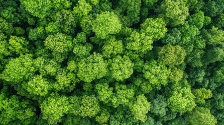 A stunning aerial view showcasing a dense and vibrant green forest canopy. The intricate patterns and textures create a peaceful and serene representation of nature's beauty.の素材