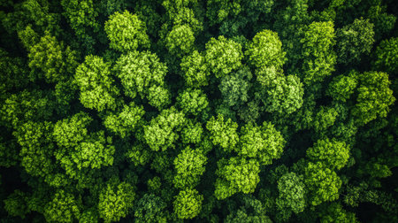 Experience a stunning aerial view of a lush green forest canopy, showcasing the vibrant colors and rich textures of trees in a natural habitat.の素材