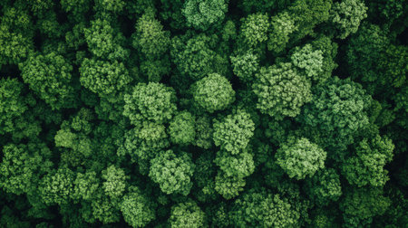 Experience the stunning beauty of a lush green forest canopy captured from above. This aerial view showcases the vibrant foliage and rich biodiversity of nature.の素材