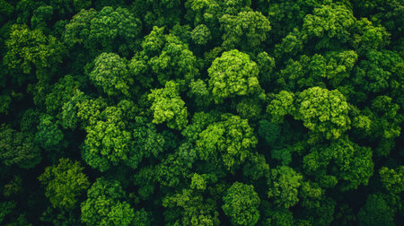 Aerial view of a lush green forest canopy showcasing vibrant foliage and healthy trees, embodying tranquility and natural beauty in an untouched ecosystem.の素材