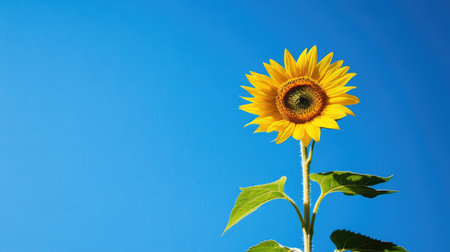 A stunning sunflower rises against a clear blue sky, showcasing its vibrant yellow petals and rich green leaves. Perfect for nature and floral themes.の素材
