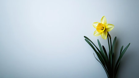 A bright yellow daffodil stands gracefully against a soft blue background, showcasing the beauty of spring in a serene setting. Perfect for nature lovers.の素材