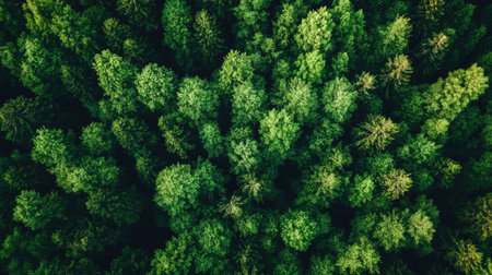 This aerial view showcases a lush green forest full of vibrant trees, capturing the essence of nature's tranquility and beauty in a stunning landscape.の素材