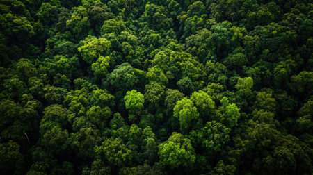 A breathtaking aerial view of a lush green forest, showcasing the vibrant canopy of trees and rich biodiversity. Perfect for nature-themed projects.の素材