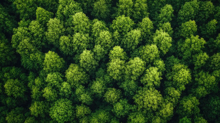 A stunning aerial view of a lush green forest canopy, showcasing vibrant trees and rich foliage in a peaceful natural environment. Perfect for nature themes.の素材