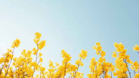 A stunning display of bright yellow flowers against a clear blue sky, capturing the essence of spring and the beauty of nature in vibrant colors.の素材