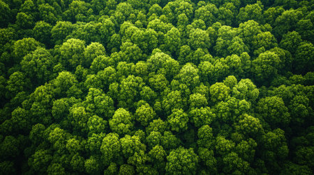 An aerial view of a dense green forest canopy showcases the vibrant foliage and intricate patterns of the trees, reflecting nature's beauty and tranquility.の素材