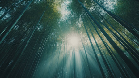 This tranquil image captures sunlight streaming through a dense bamboo forest, highlighting the beauty of nature and the serenity of the outdoors.の素材