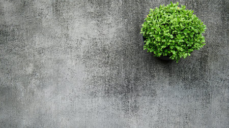 This image features a vibrant green plant in a pot resting on a textured gray concrete background, perfect for modern decor or nature-themed projects.の素材