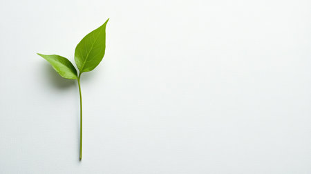 A vibrant green leaf set against a clean white background, symbolizing freshness and simplicity. Ideal for nature-themed projects and wellness concepts.の素材